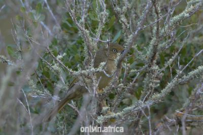 Nonarosa