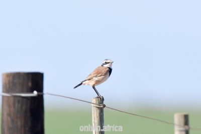 Nonarosa