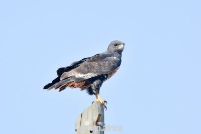 Nonarosa