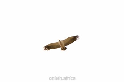 Nonarosa