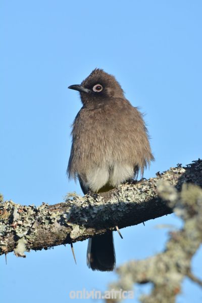 Nonarosa
