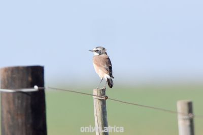 Nonarosa