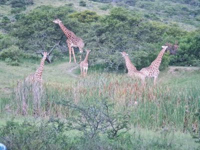 Simbonga Game Farm and Sanctuary