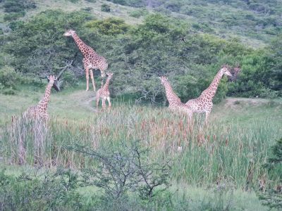 Simbonga Game Farm and Sanctuary