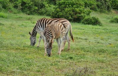Addo Day 1