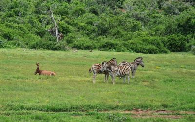 Addo Day 1