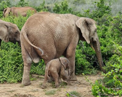 Addo Day 1