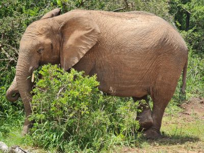 Addo Day 1