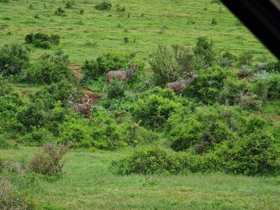 Addo Day 1