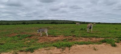 Addo Day 2