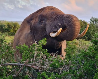 Addo Day 3