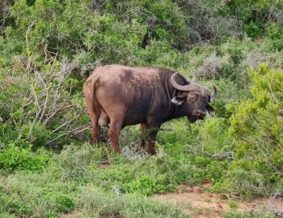 Addo Day 3
