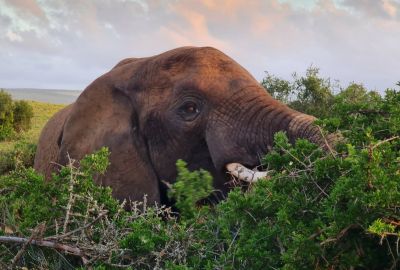 Addo Day 3