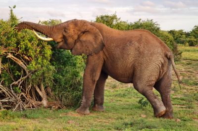 Addo Day 3