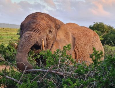 Addo Day 3
