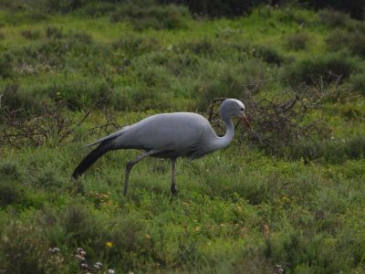 Blue Crane