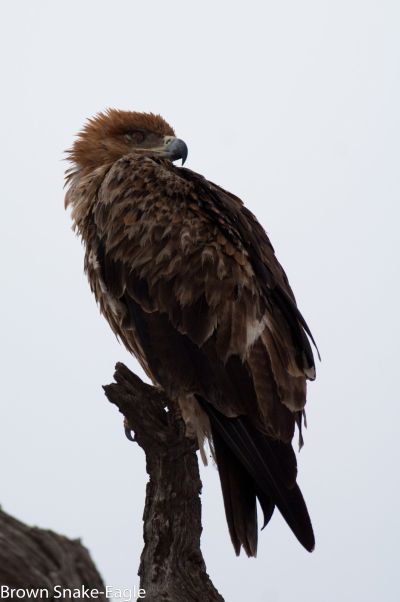 Brown Snake Eagle