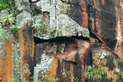 Cape Eagle-Owl