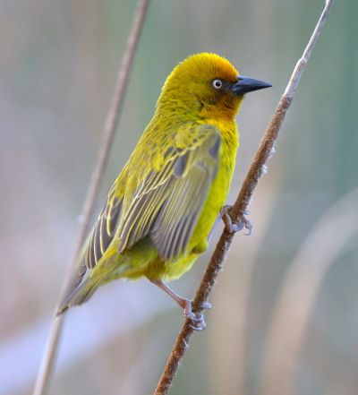 Cape Weaver