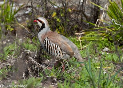 Chukar Partridge