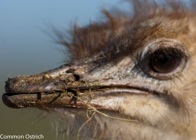 Common Ostrich