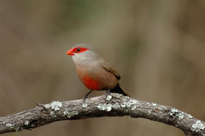 Common Waxbill