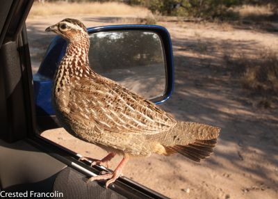 Crested Francolin