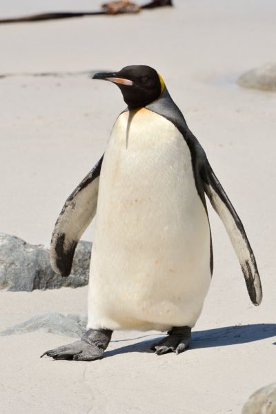 King Penguin