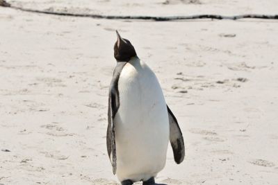 King Penguin