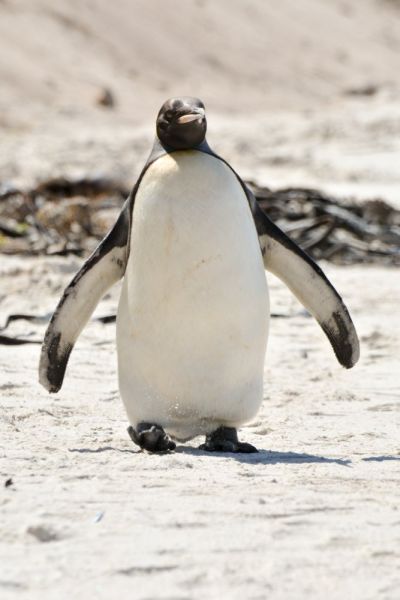 King Penguin