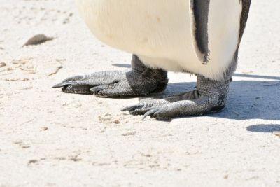 King Penguin