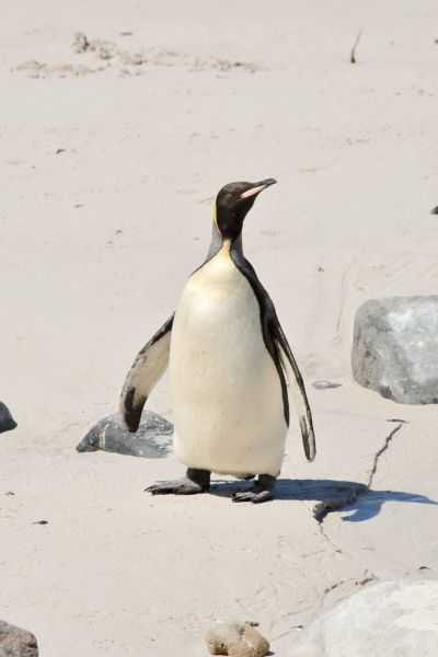King Penguin
