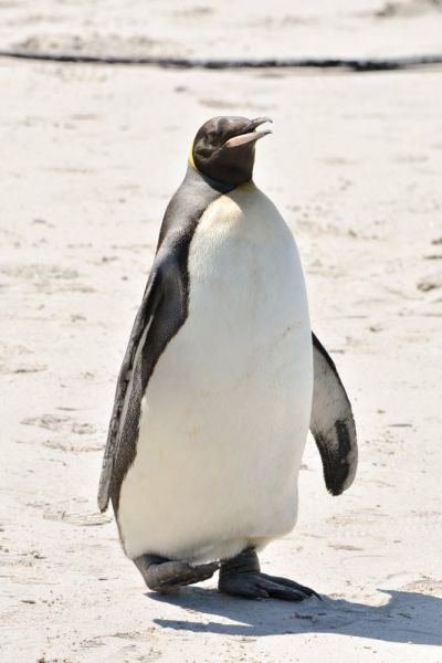 King Penguin