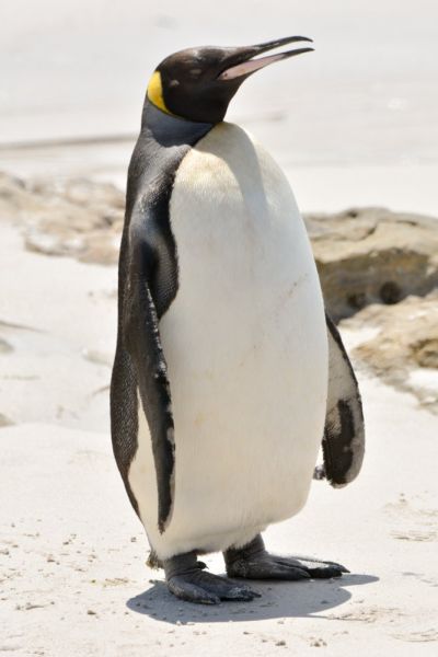 King Penguin