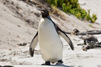 King Penguin