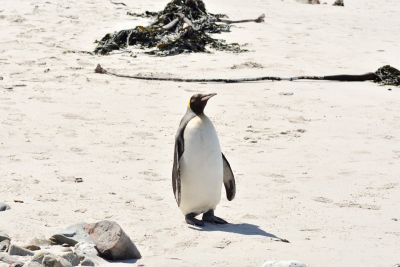 King Penguin