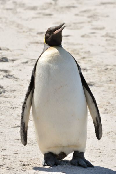 King Penguin