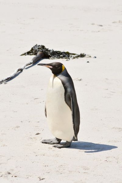 King Penguin