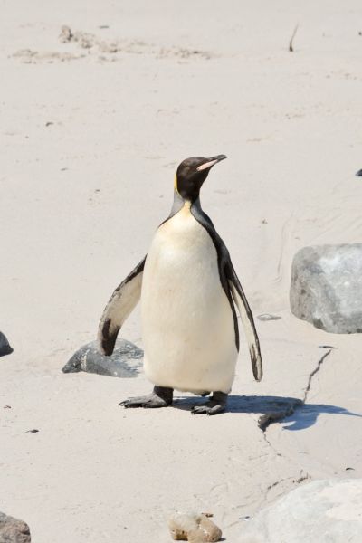 King Penguin
