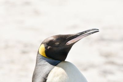 King Penguin