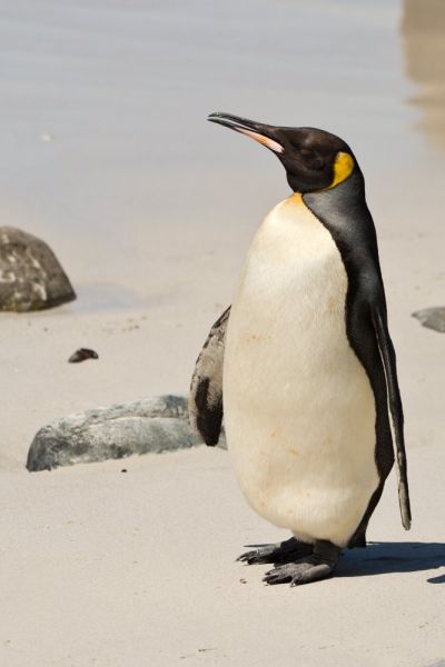 King Penguin