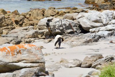 King Penguin