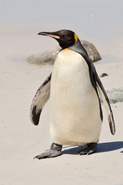 King Penguin