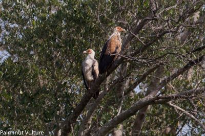 Palm-nut Vulture