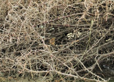 Sedge Warbler