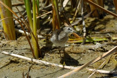 Wood Sandpiper