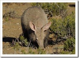Aardvark