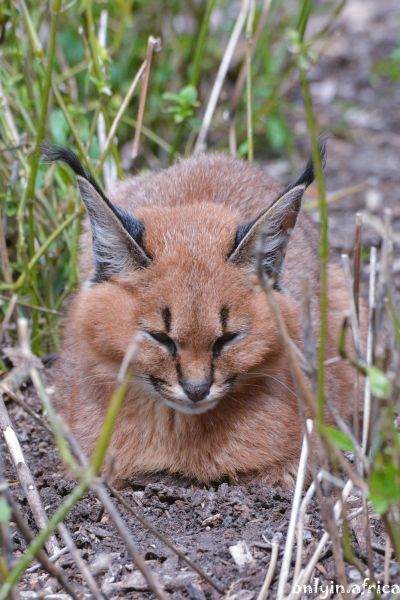Caracal