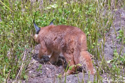 Caracal