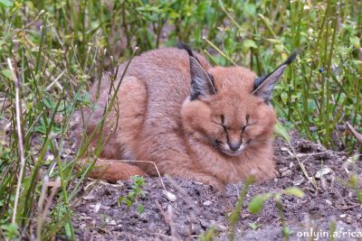 Caracal